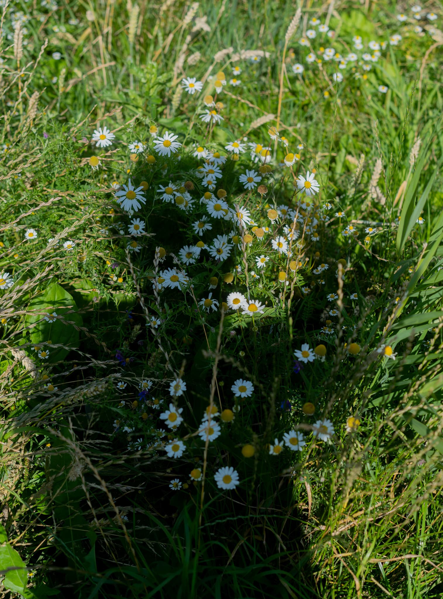 shadow in the field